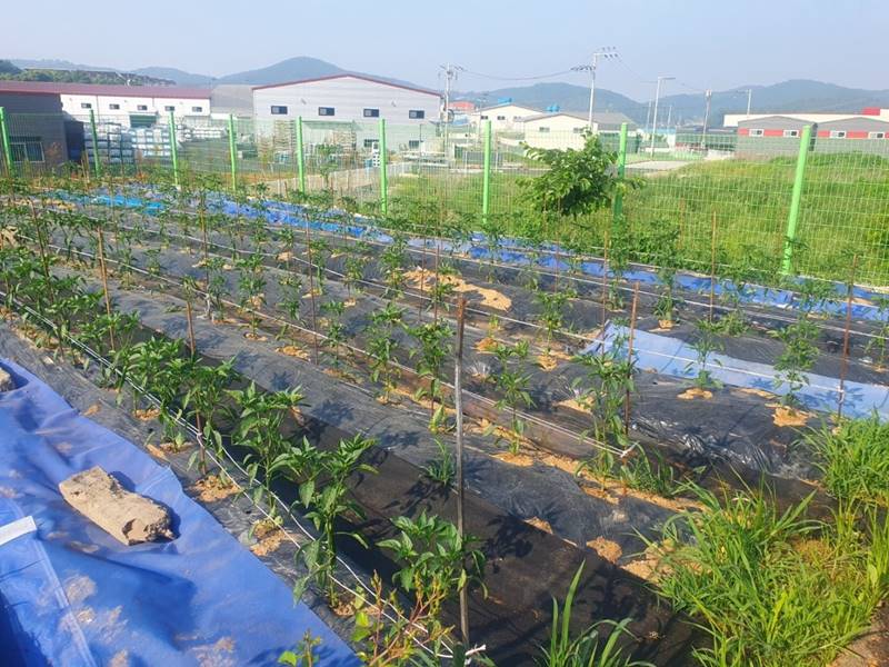 김포 하성면 양택리 황토 전원주택 시골집 매매 (7).jpg