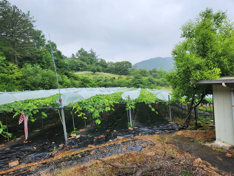 경북 상주 대포리 산골 전원주택 시골집 년세 임대 (6).jpg