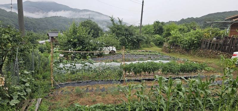 칠곡 석적읍 망정리 낭만 개인 캠핑장 농막 매매 6.jpg