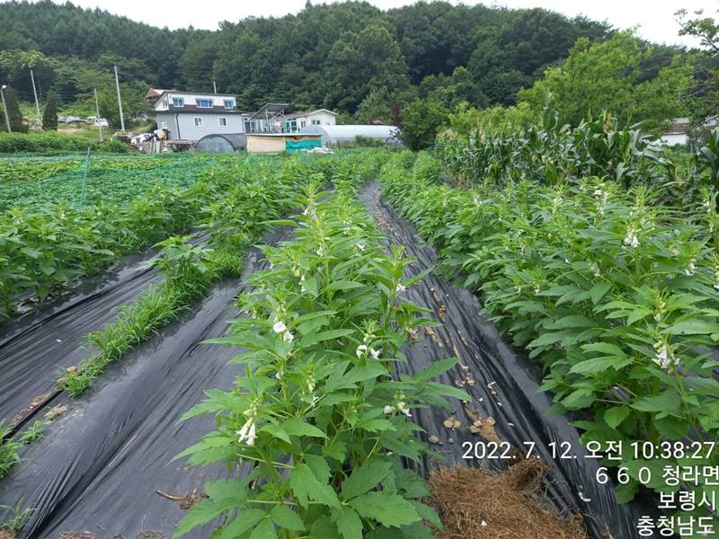 충남 보령 귀농 농가주택 합리적 세컨하우스 매매 2.jpg