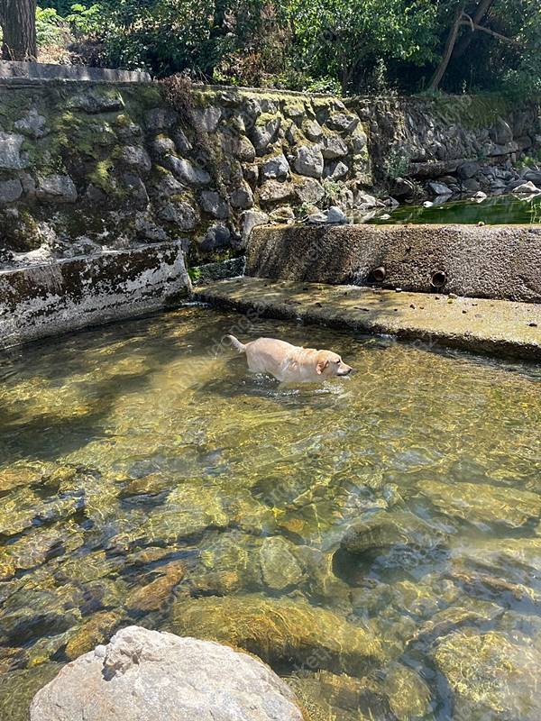 충북 영동 청정 계곡 주택 월세 시골집 임대 (9).jpeg