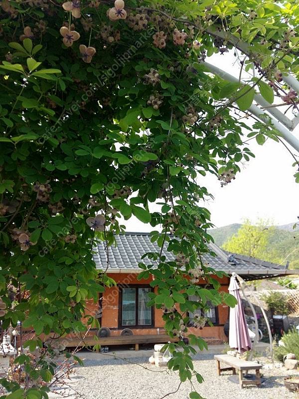 경북 경주 예쁜 구옥 촌집 매매 시골집 매매 7.jpg