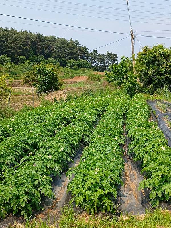 충남 서천 풍경 좋은 촌집 매매 시골집 매매 (5).jpg