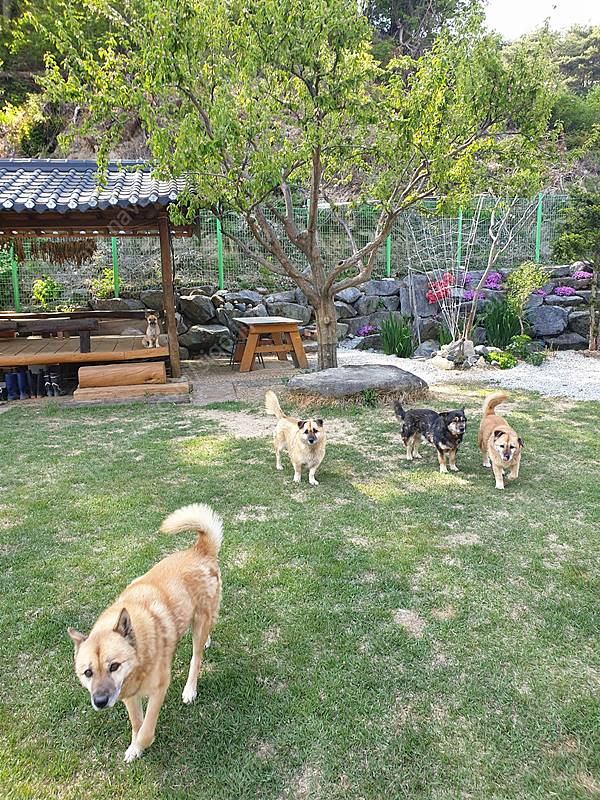 경북 예천 낭만 전원주택 매매 시골집 매매 13.jpg