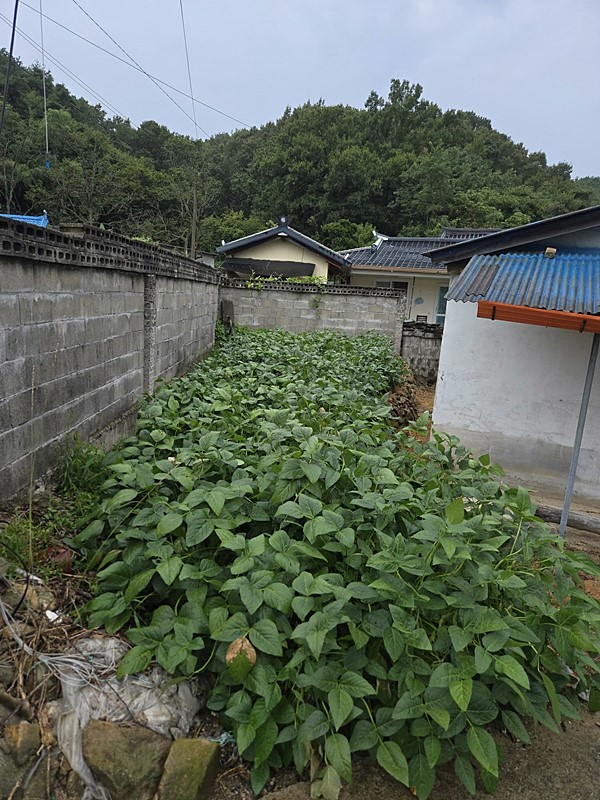 경북 구미 소박한 시골집 연세 촌집 임대 1 (4).jpg
