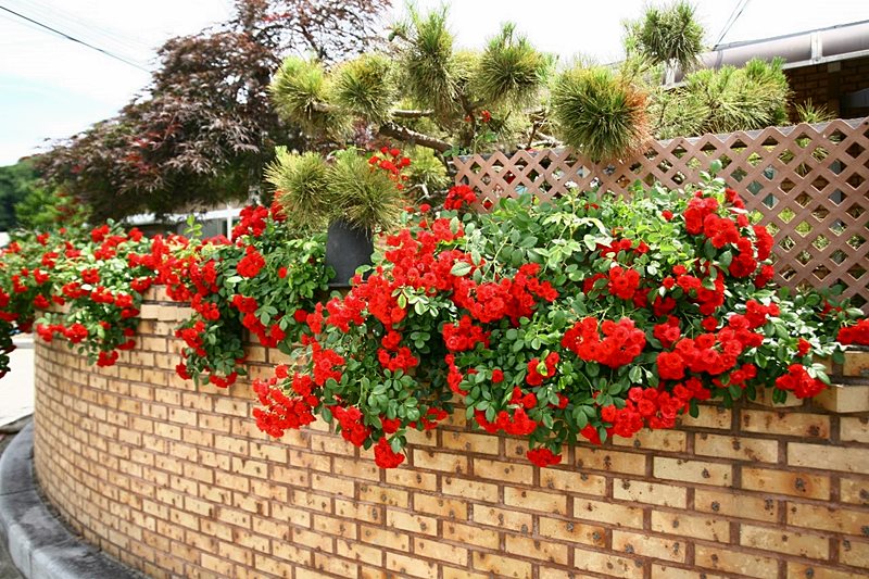 충남 공주 관리 잘한 전원주택매매 시골집매매 (9).jpg