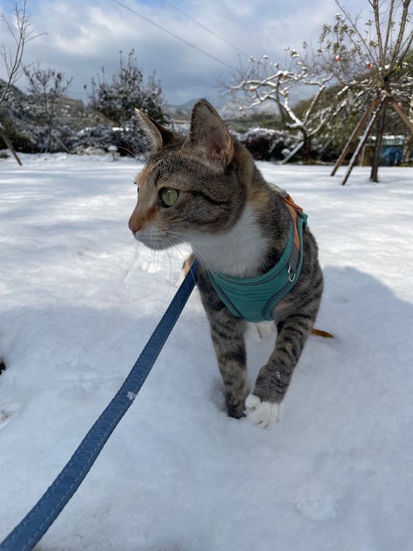 전남 순천 낭만 시골집 매매 전원주택 매매 (13).jpg
