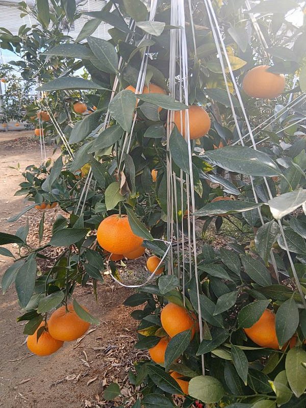 충북 충주 과수원 시골집 매매 전원주택 매매 (4).jpg