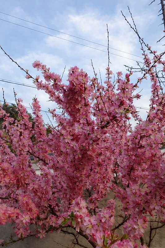 전남 곡성 남향 주택 작은 시골집 매매 (2).jpg