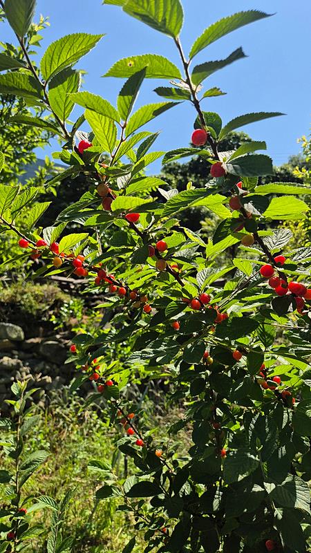 경남 고성 바다 1분 시골집 매매 낭만 주택 매매 (13).jpg