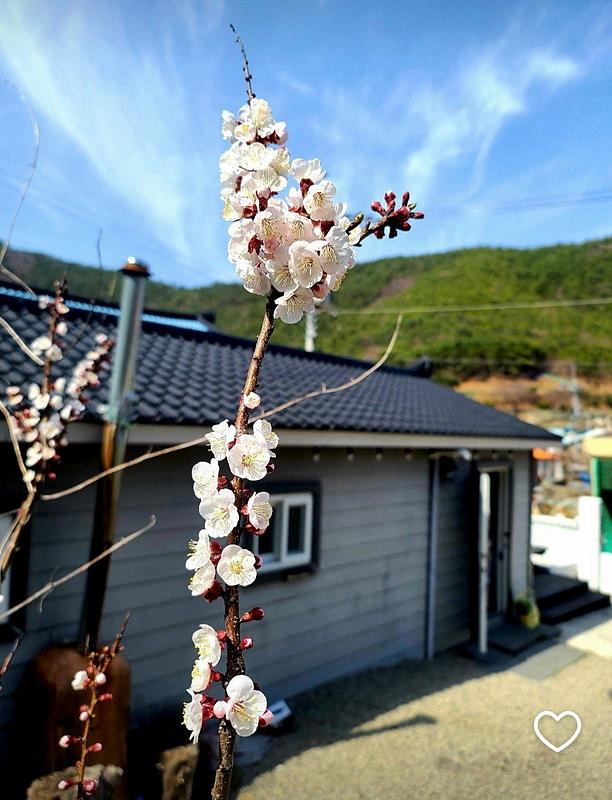 경남 고성 바다 1분 시골집 매매 낭만 주택 매매 (2).jpg