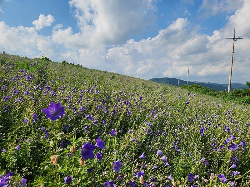전남 장흥 너무 예쁜 한옥 매매 시골집 매매 (16).jpg