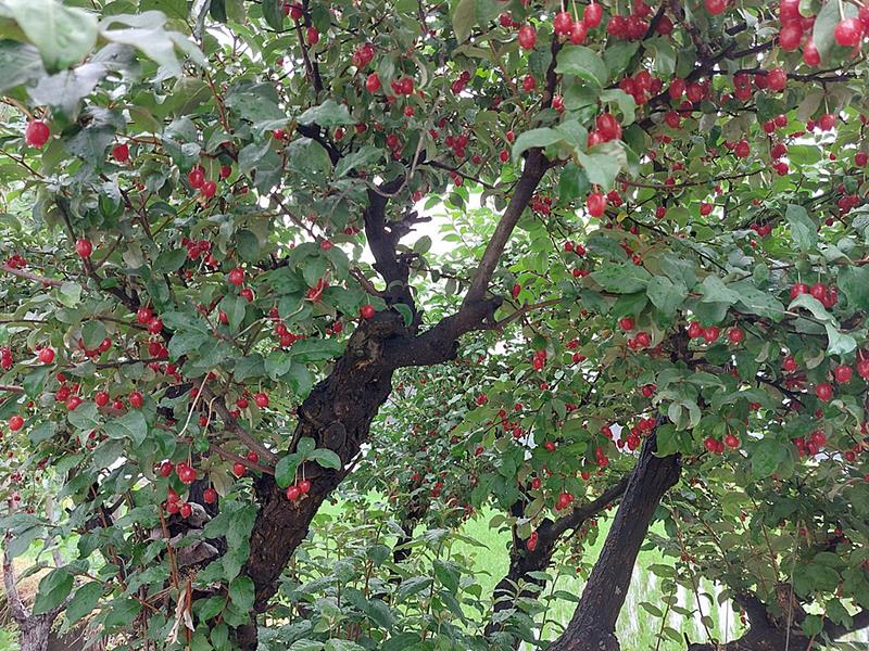 경기도 가평 예쁜 전원주택 매매 세컨하우스 매매 (8).jpg