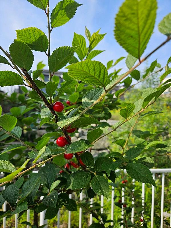 경기도 가평 예쁜 전원주택 매매 세컨하우스 매매 (9).jpg