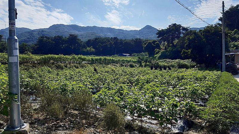 경북 영주 정겨운 시골집 매매 농가주택 매매 2 (2).jpg