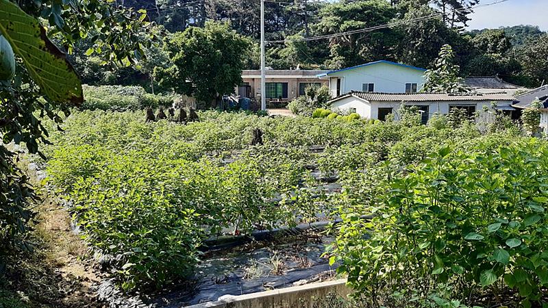 경북 영주 정겨운 시골집 매매 농가주택 매매 2 (3).jpg