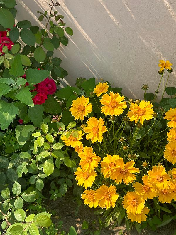 충남 논산 힐링 소형 주택 임대 시골집 월세 3 (3).jpg