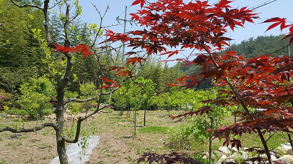 경북 울진 낭만 시골집 예쁜 촌집 매매 1 (3).jpg