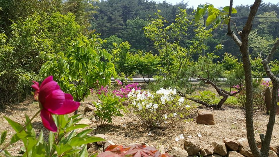 경북 울진 낭만 시골집 예쁜 촌집 매매 1 (7).jpg