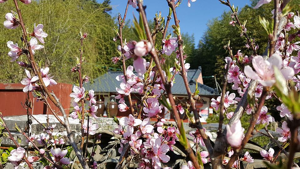 경북 울진 낭만 시골집 예쁜 촌집 매매 1 (2).jpg