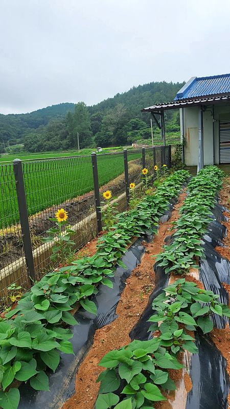 전남 해남 주택 매매 예쁜집 바닷가 시골집 매매 (2).jpg