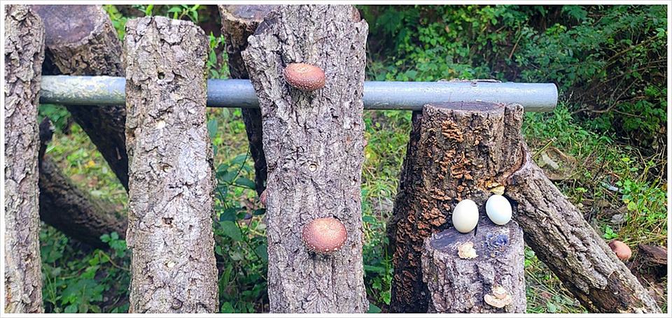 경북 영양 전원주택 매매 예쁜 단독주택 매매 (12).jpg