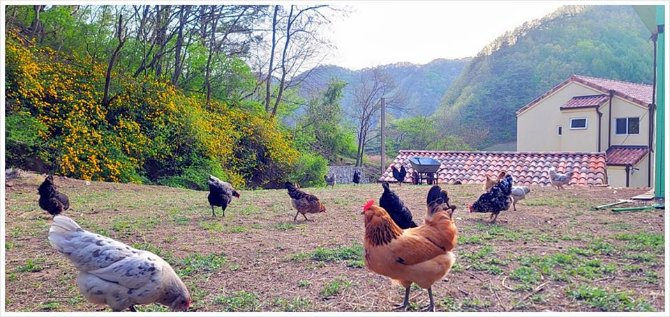 경북 영양 전원주택 매매 예쁜 단독주택 매매 (4).jpg