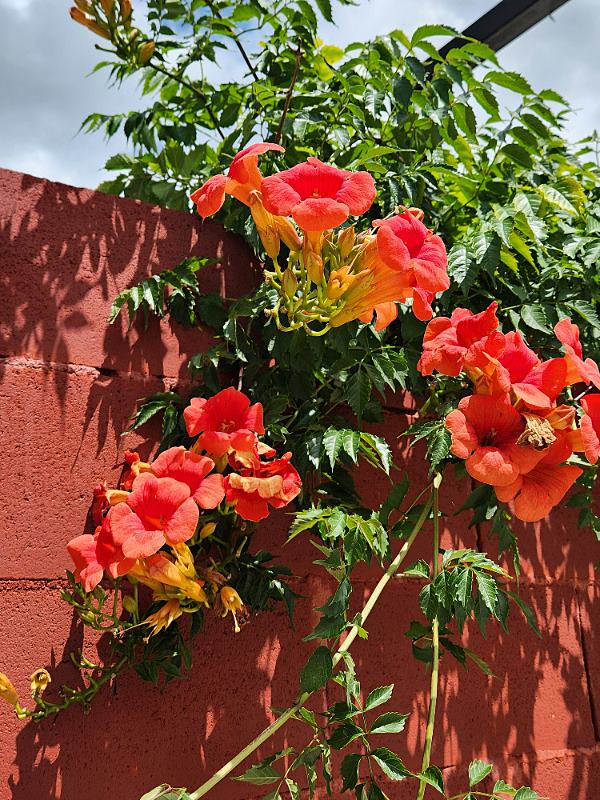 전북 장수 상가 주택 매매 수익형 주택 카페 매매 (6).jpg