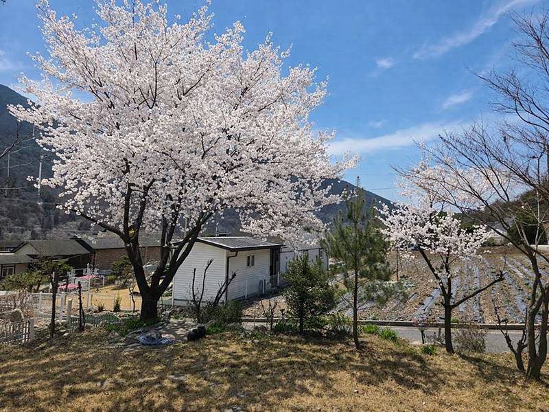 충북 단양 시골집 매매 통나무 주택 매매 (5).jpg