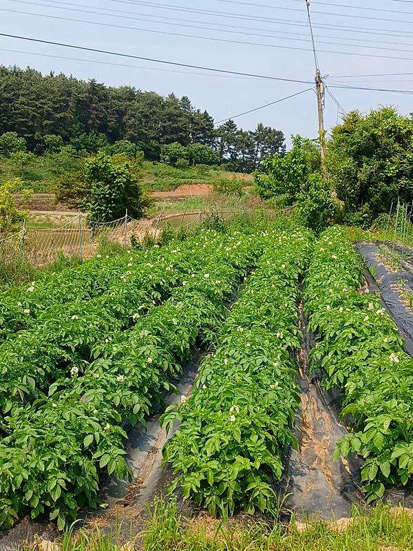 충남 서천 시골집 매매 따뜻한 세컨하우스 매매 (2).jpg