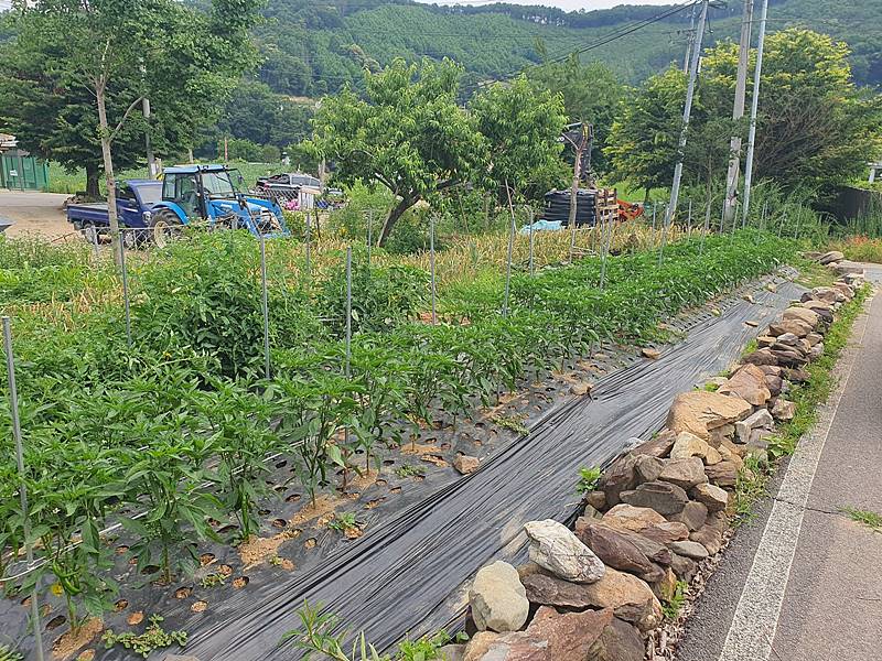 충북 괴산 시골집 매매 단정한 세컨하우스 매매 (4).jpg