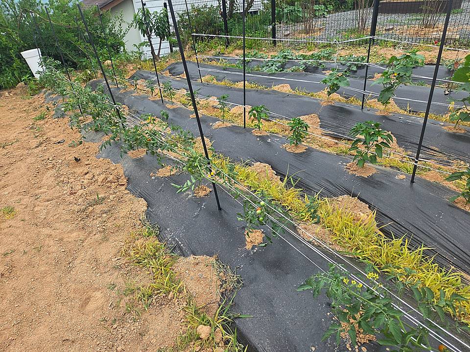 충남 서산 체류형 쉼터 매매 작은 토지 매매 7 (2).jpg